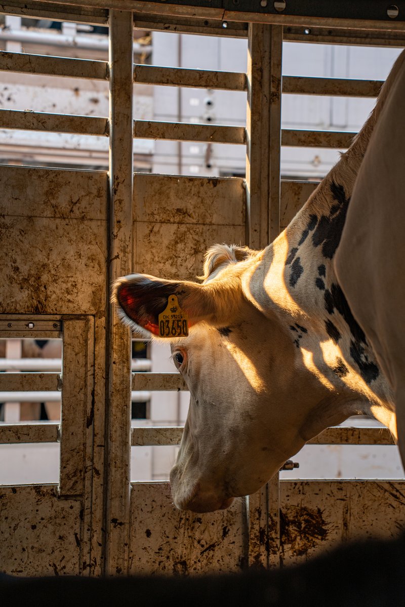 A cow brought from Europe and destined for a Turkish dairy farm looks out with a lowered head from within a transport trailer. Turkiye, 2023. Havva Zorlu / We Animals Media