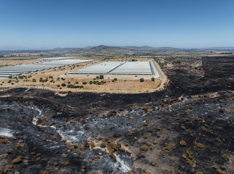 A burnt landscape surrounds rows of massive barns on a pig farm. Chile, 2024. Renata Valdivia / We Animals Media